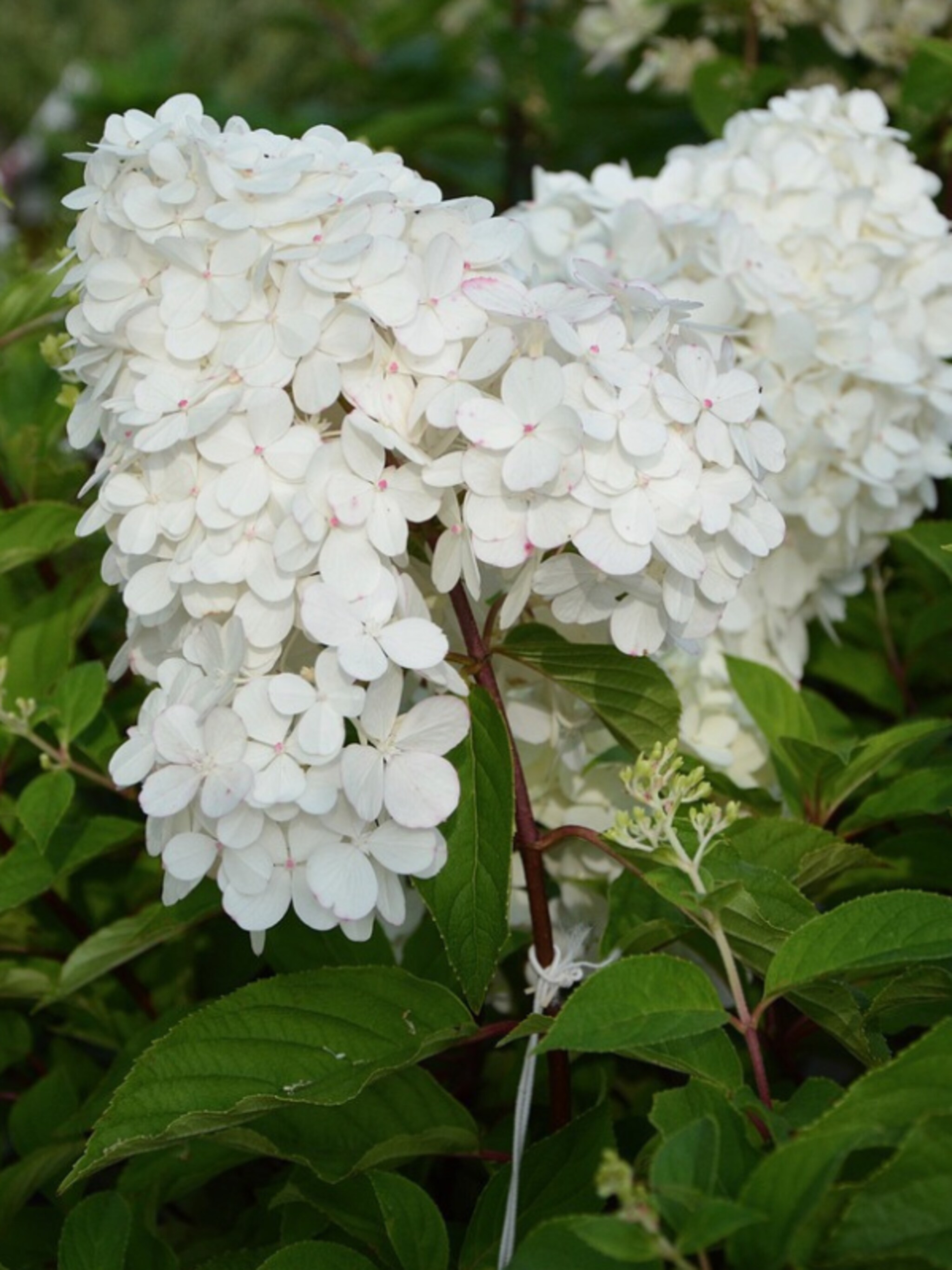 hoe en wanneer pluimhortensia snoeien