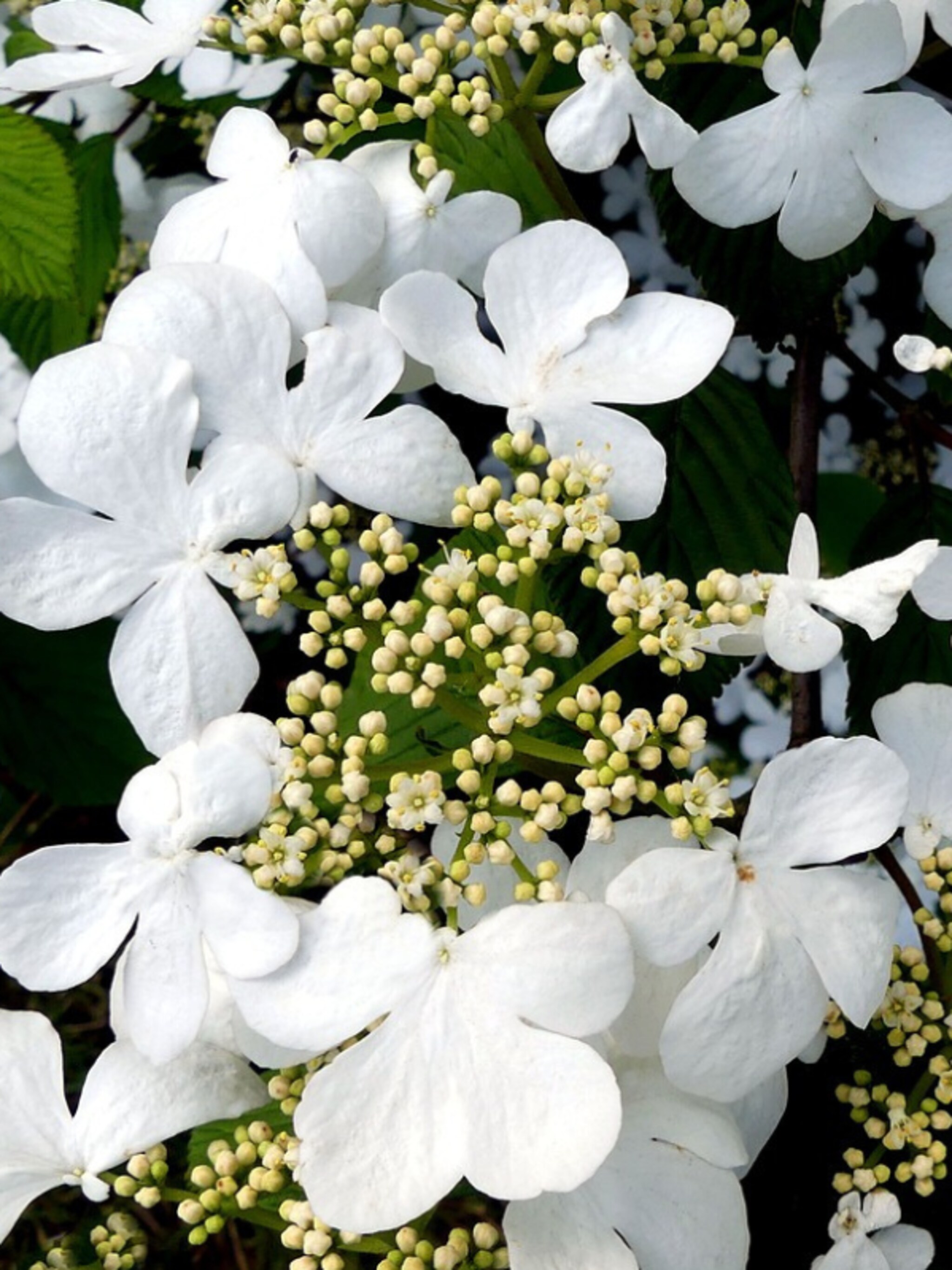 klimhortensia var petiolaris