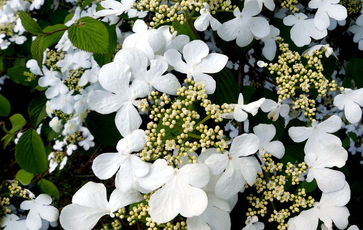 Hydrangea, hortensia Pixabay