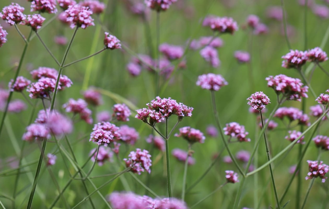 IJzerhard (Verbena bonariensis) Pixabay