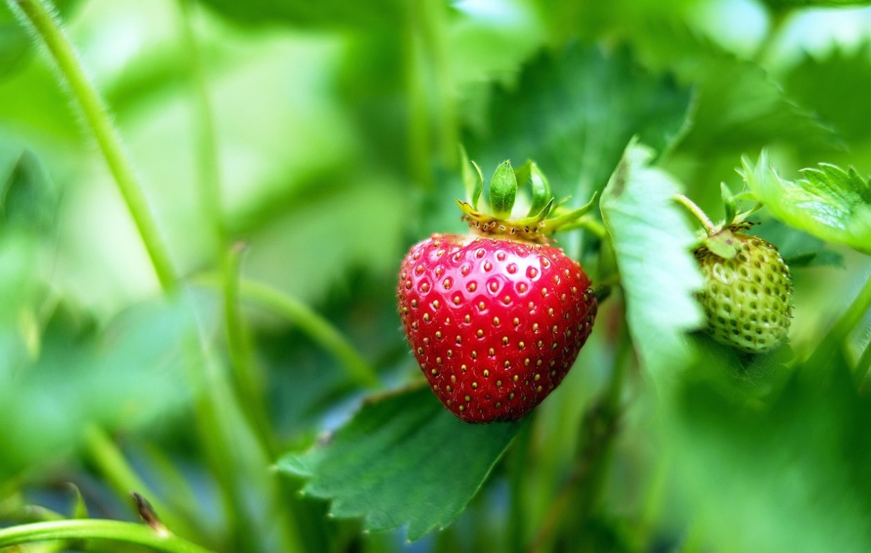 Aardbeienplant Pixabay