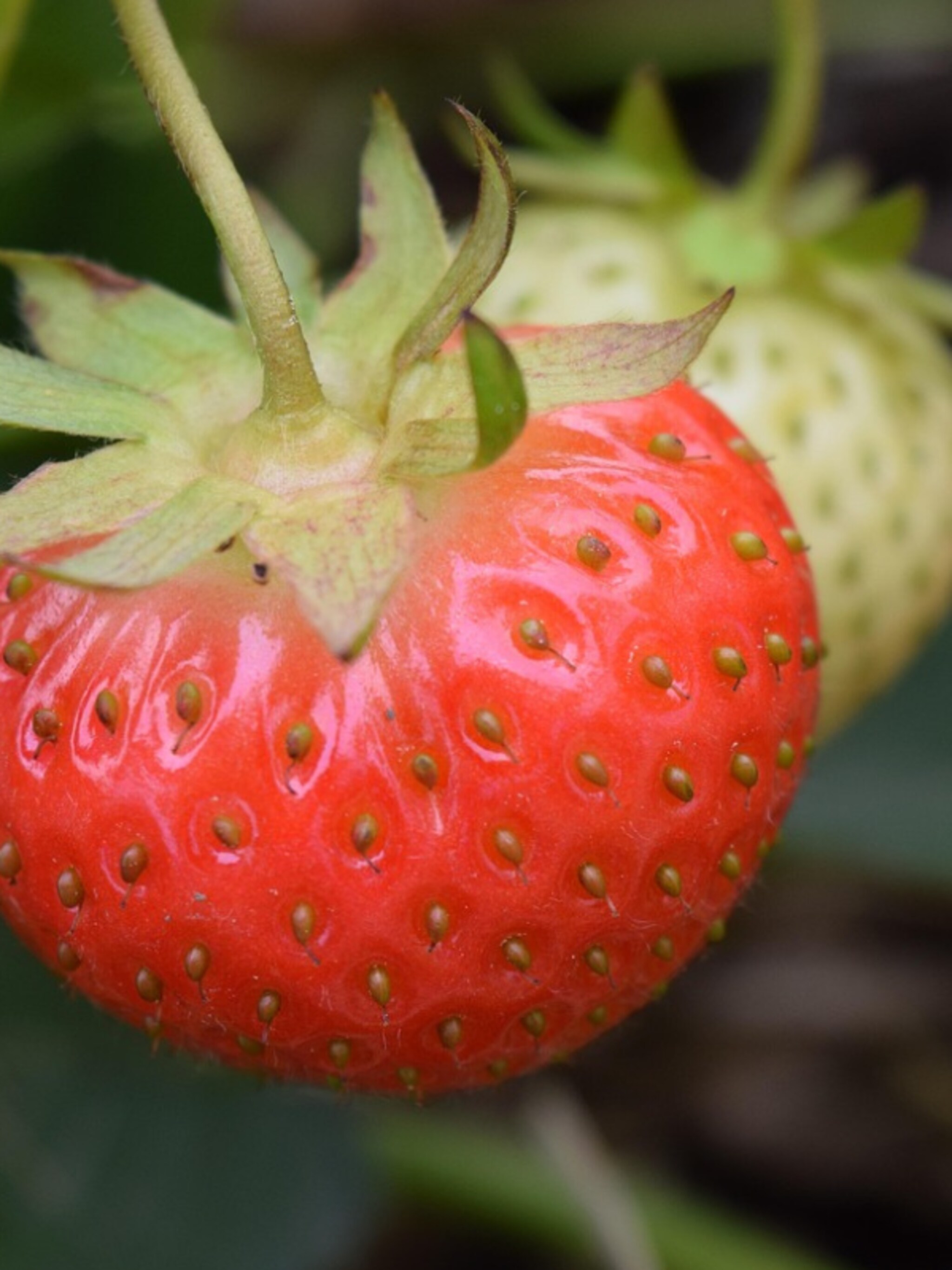 bescherm je aardbeien