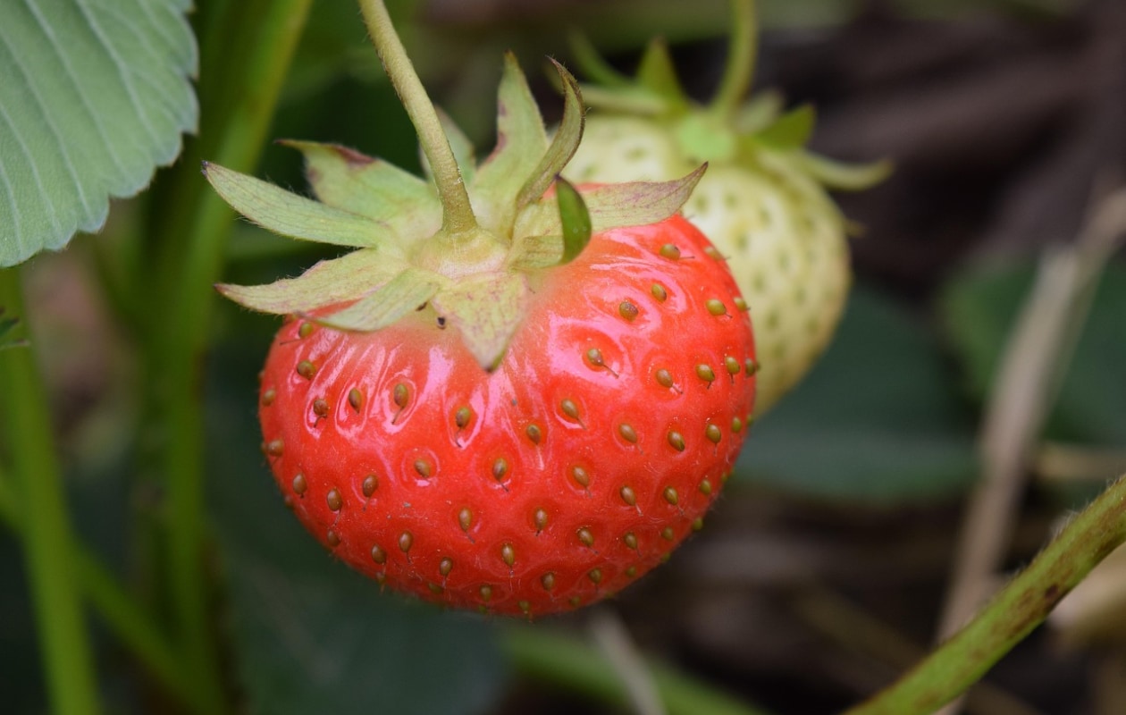 Aardbeienplant Pixabay