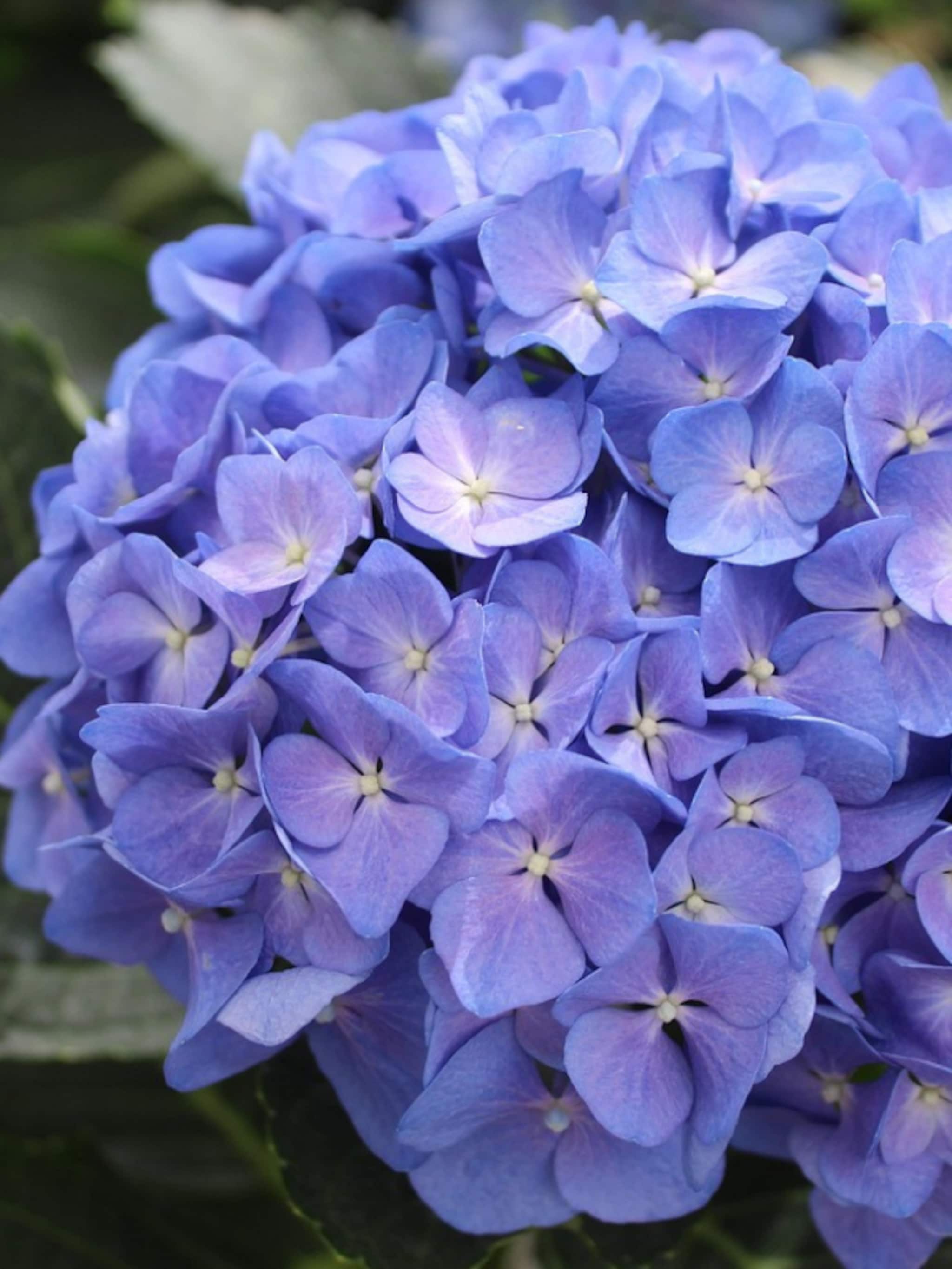 hoe en wanneer hortensia planten