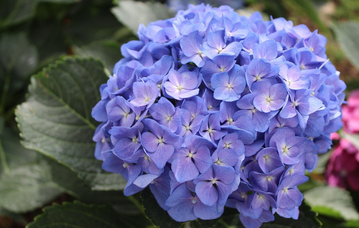 Wanneer en hoe plant je de hortensia? Pixabay