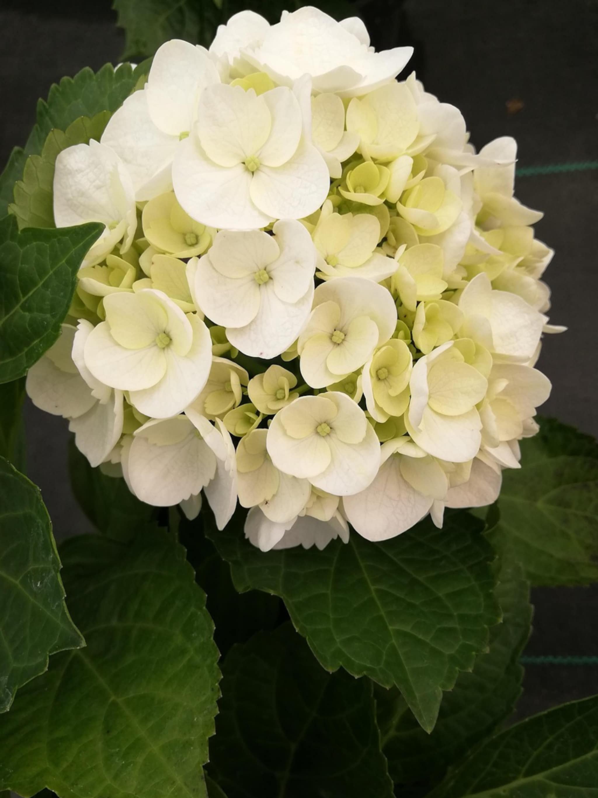 hortensia madame emile mouillere