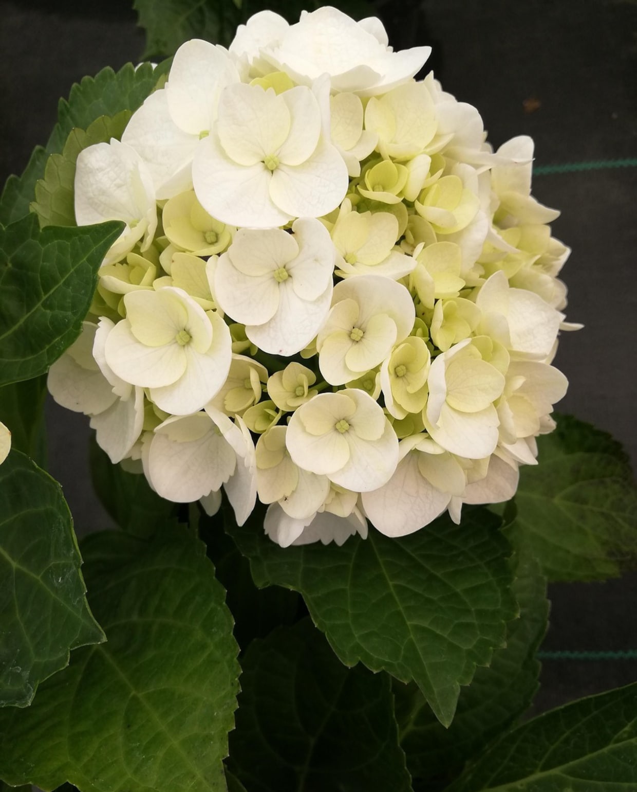 Hortensia Madame Emile Mouillère Pixabay