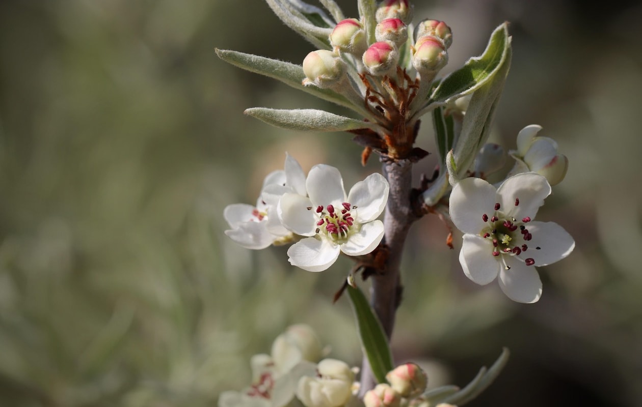 sierpeer Pyrus salicifolia ‘Pendula’ Pixabay