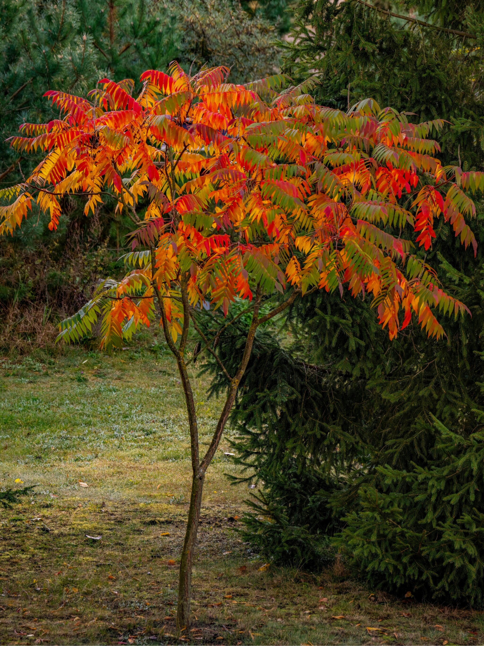 fluweelboom rhus typhina