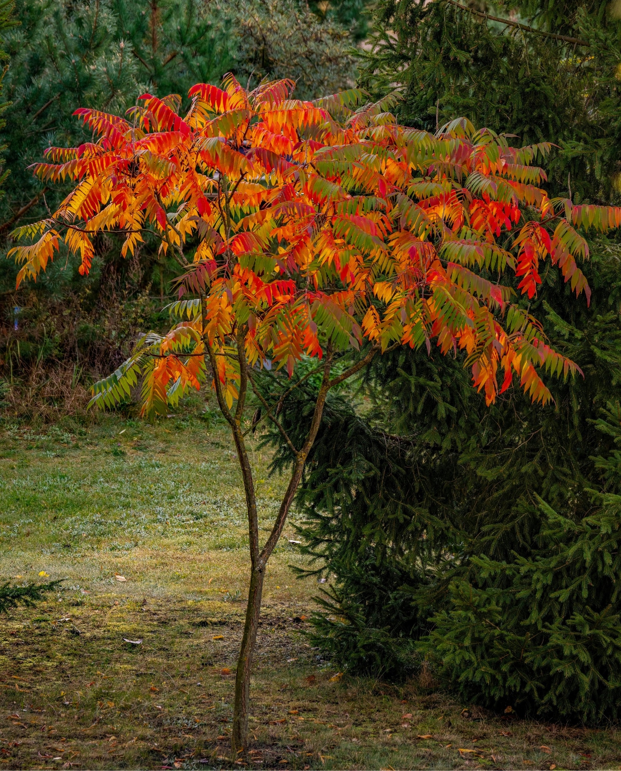 fluweelboom Rhus typhina Pexels