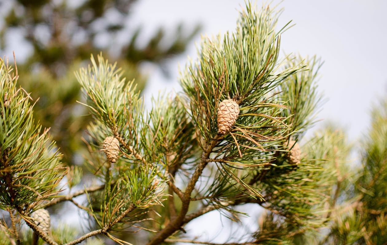 Pinus sylvestris, grove den Pixabay