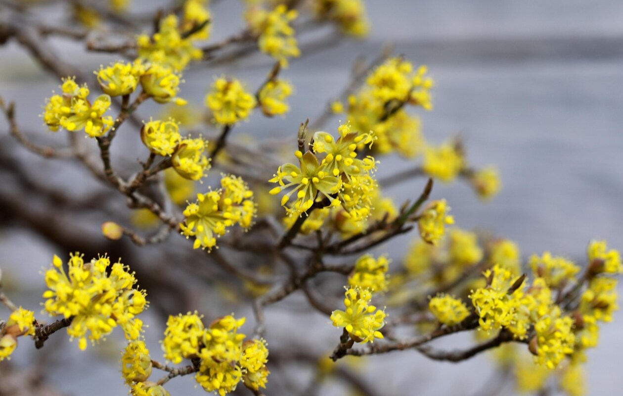 gele kornoelje, Cornus mas Pixabay