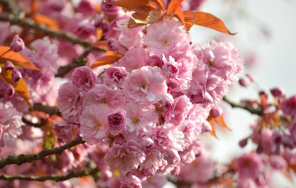 Prunus serrulata, Japanse sierkers Pixabay