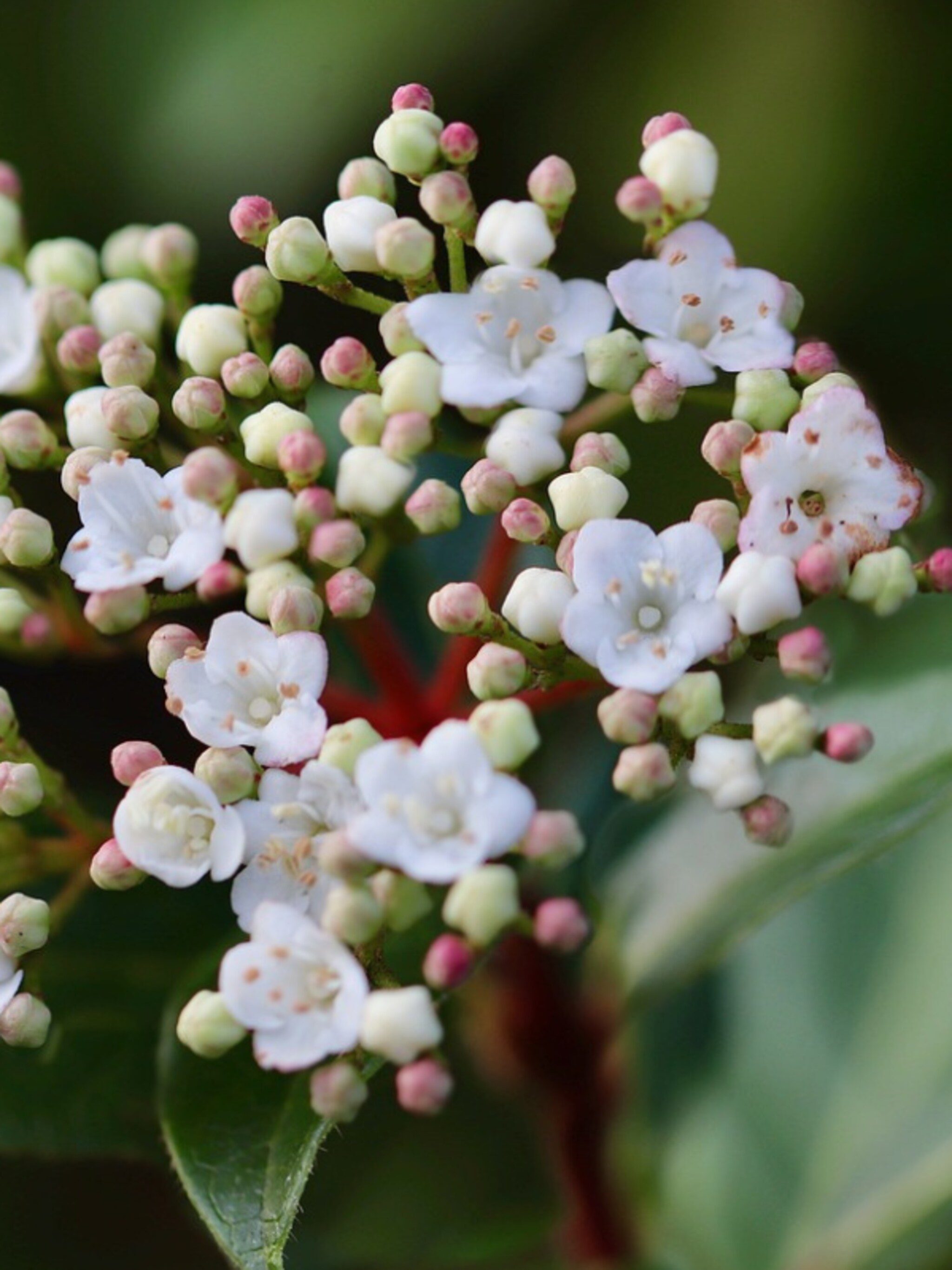 sneeuwbal davidii