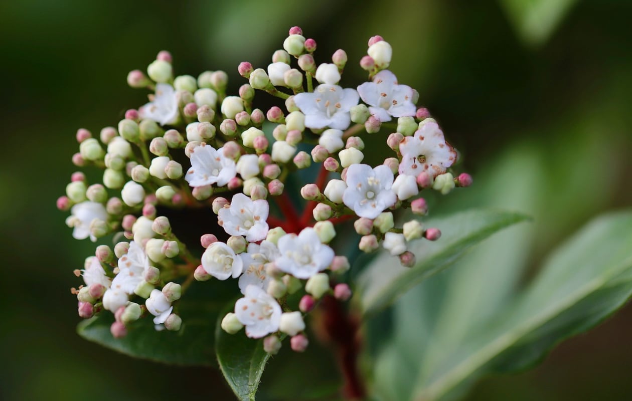 sneeuwbal Viburnum davidii Pixabay
