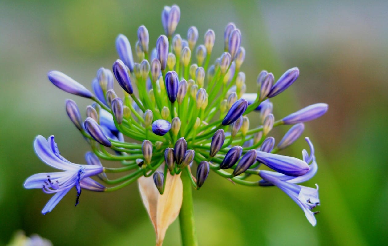 Afrikaanse lelie (Agapanthus) Pixabay