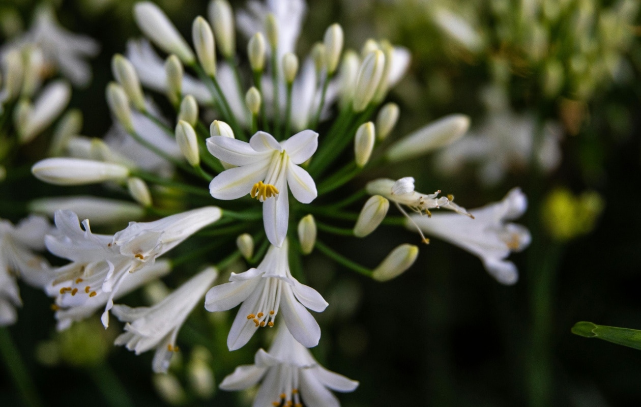 Afrikaanse lelie (Agapanthus) Pexels