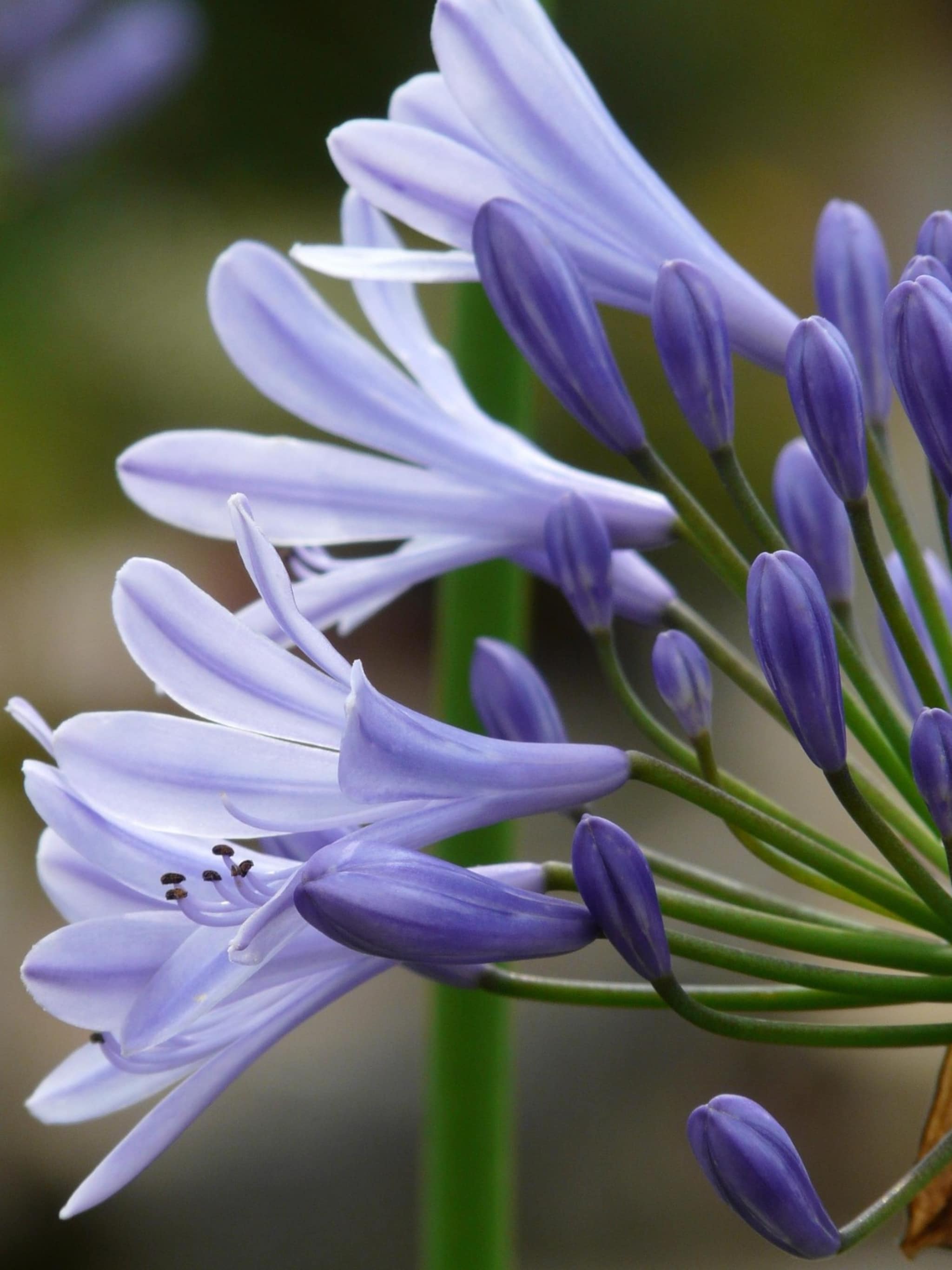 de afrikaanse lelie in volle glorie zo zorg je voor een explosie van bloemen