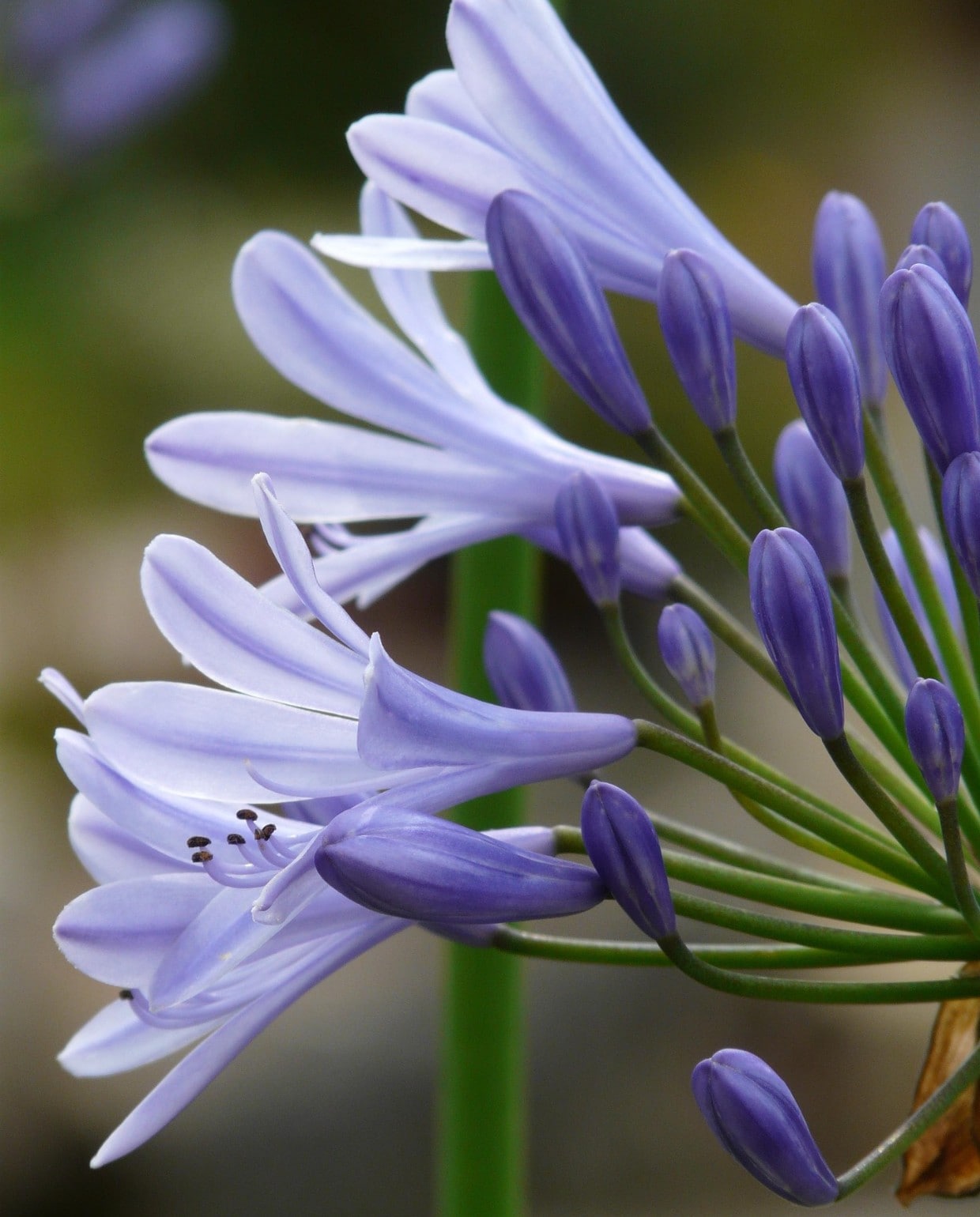 Afrikaanse lelie (Agapanthus) Pexels