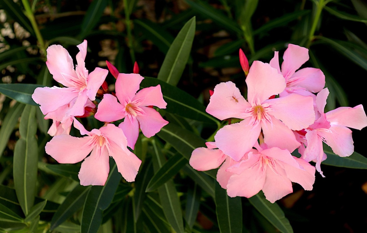 oleander (Nerium oleander) Pixabay
