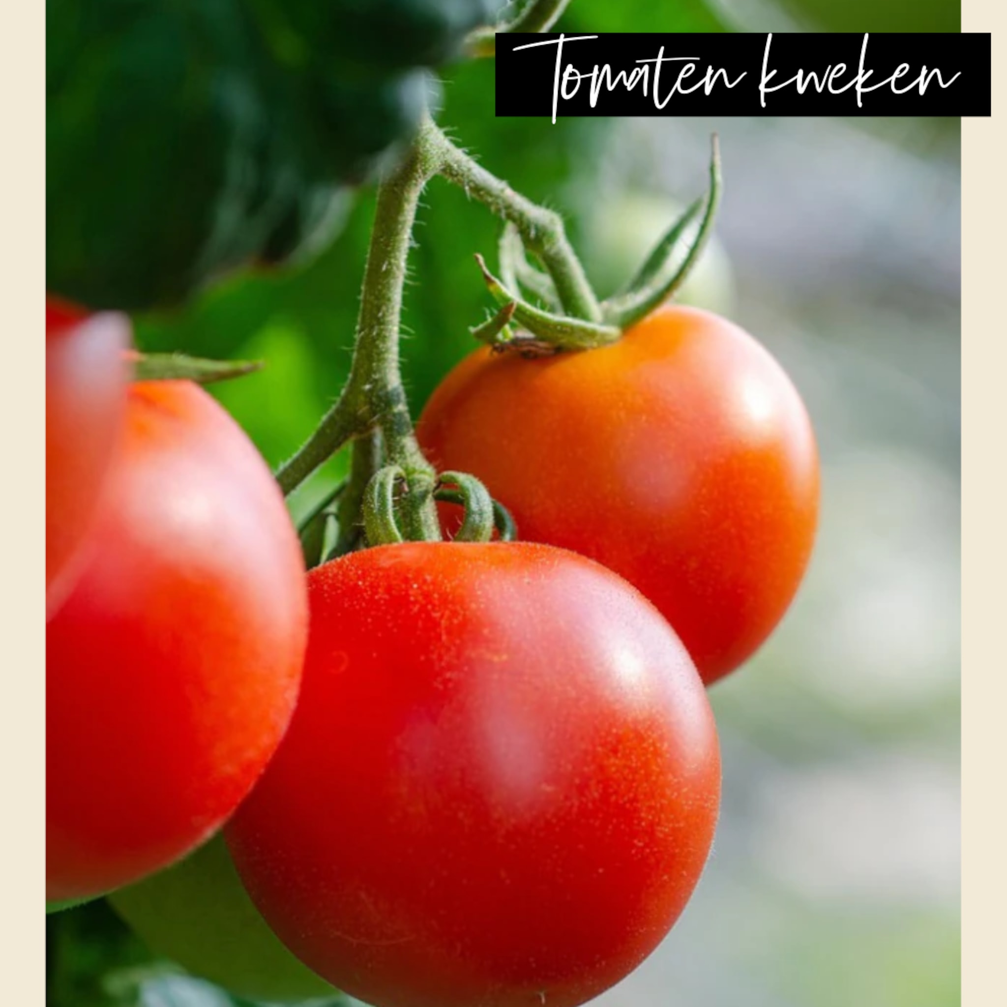 linkinbiotuin-20250213-tomaten-kweken