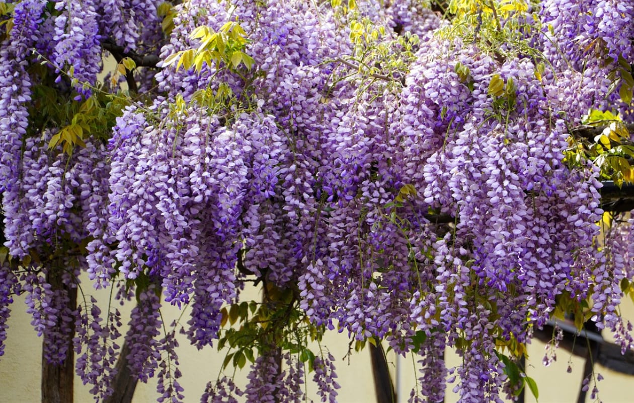 Wisteria, blauweregen Pixabay