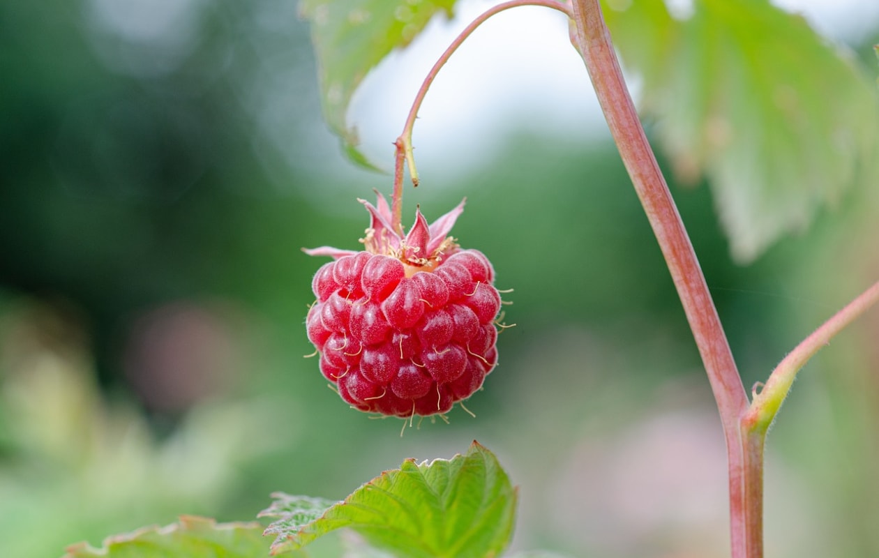 Hoe en wanneer snoei je de framboos? Pixabay