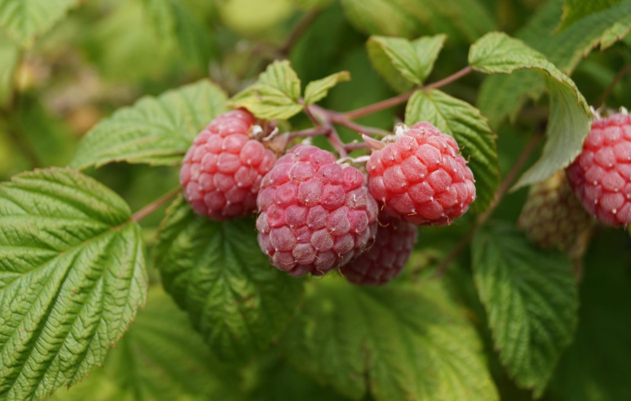 Frambozen (Rubus idaeus) Pexels