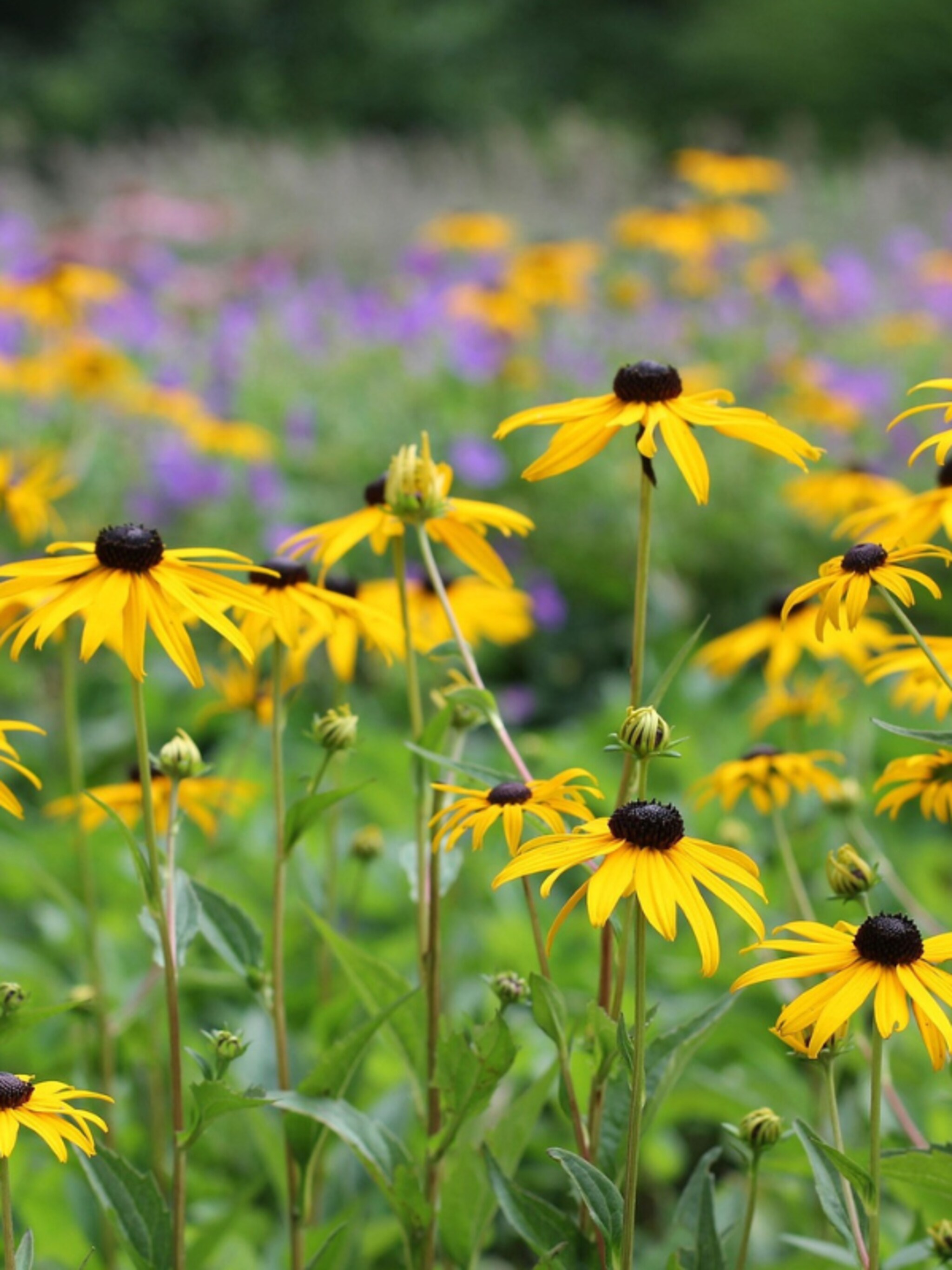 zonnehoed rudbeckia goldsturm
