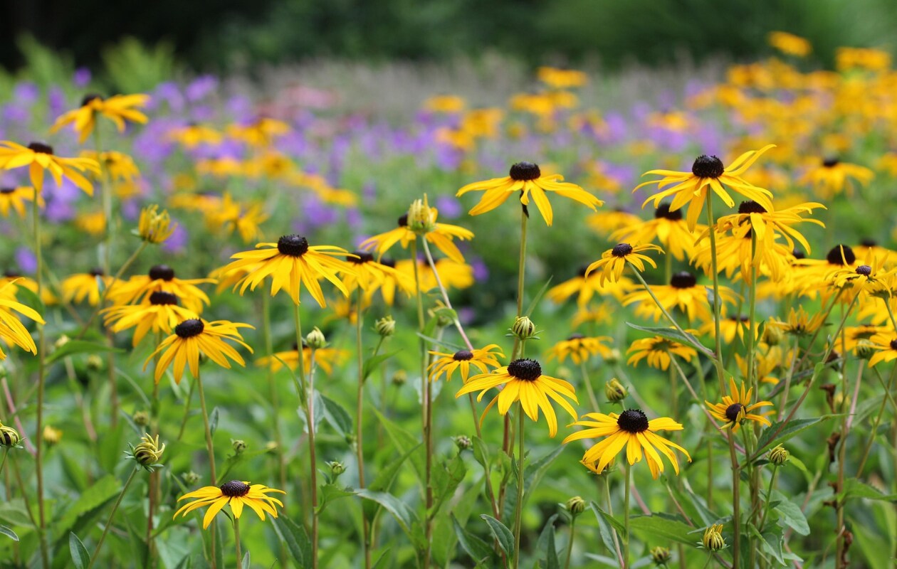 Zonnehoed rudbeckia goldsturm. Pixabay
