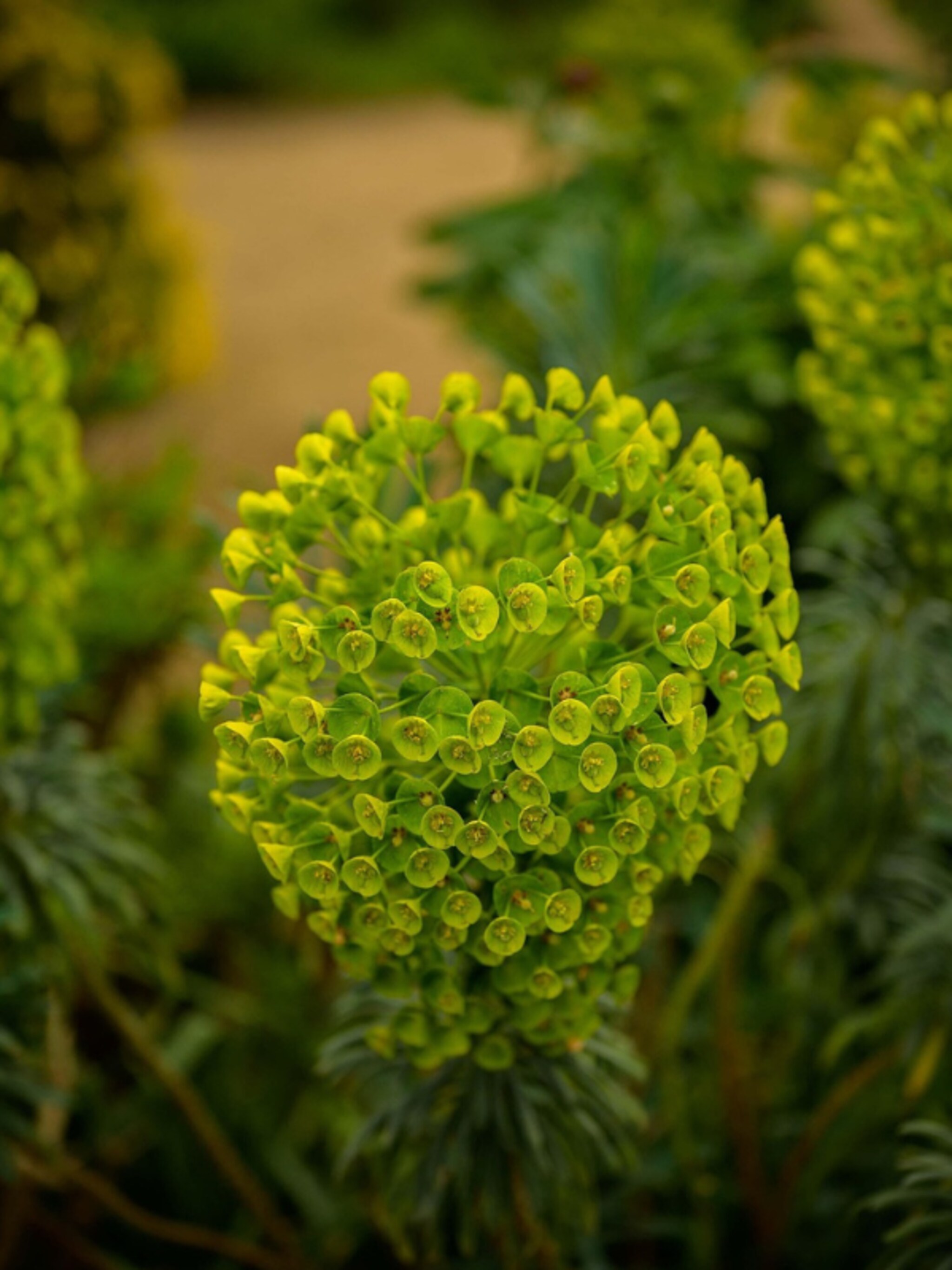 wolfsmelk euphorbia subspecie wulfenii