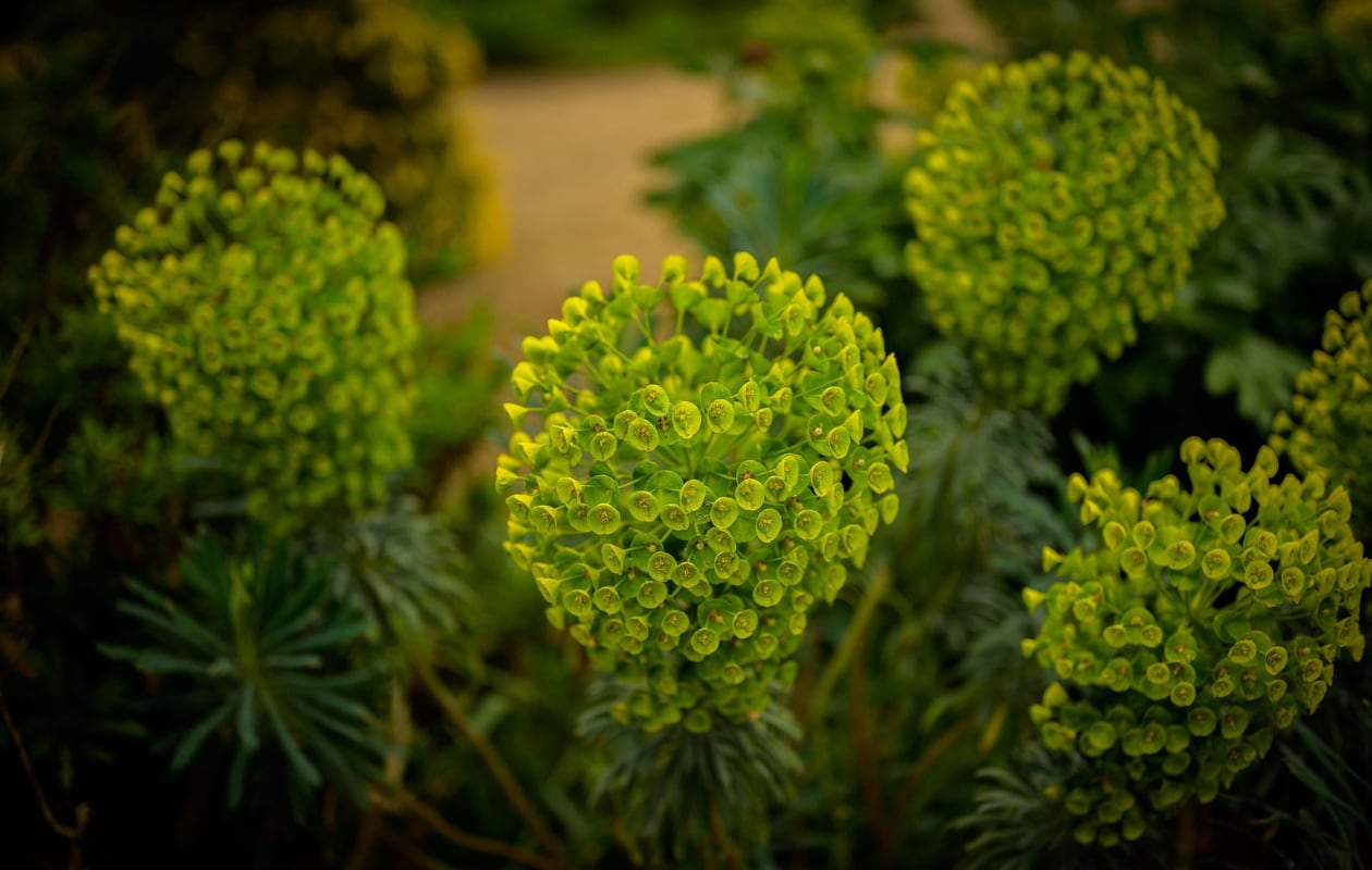 Euphorbia characias wulfenii (Wolfsmelk). Pixabay