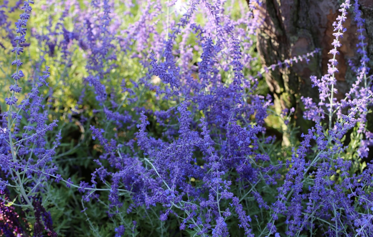 Perovskia atriplicifolia 'Blue Spire'. Pixabay