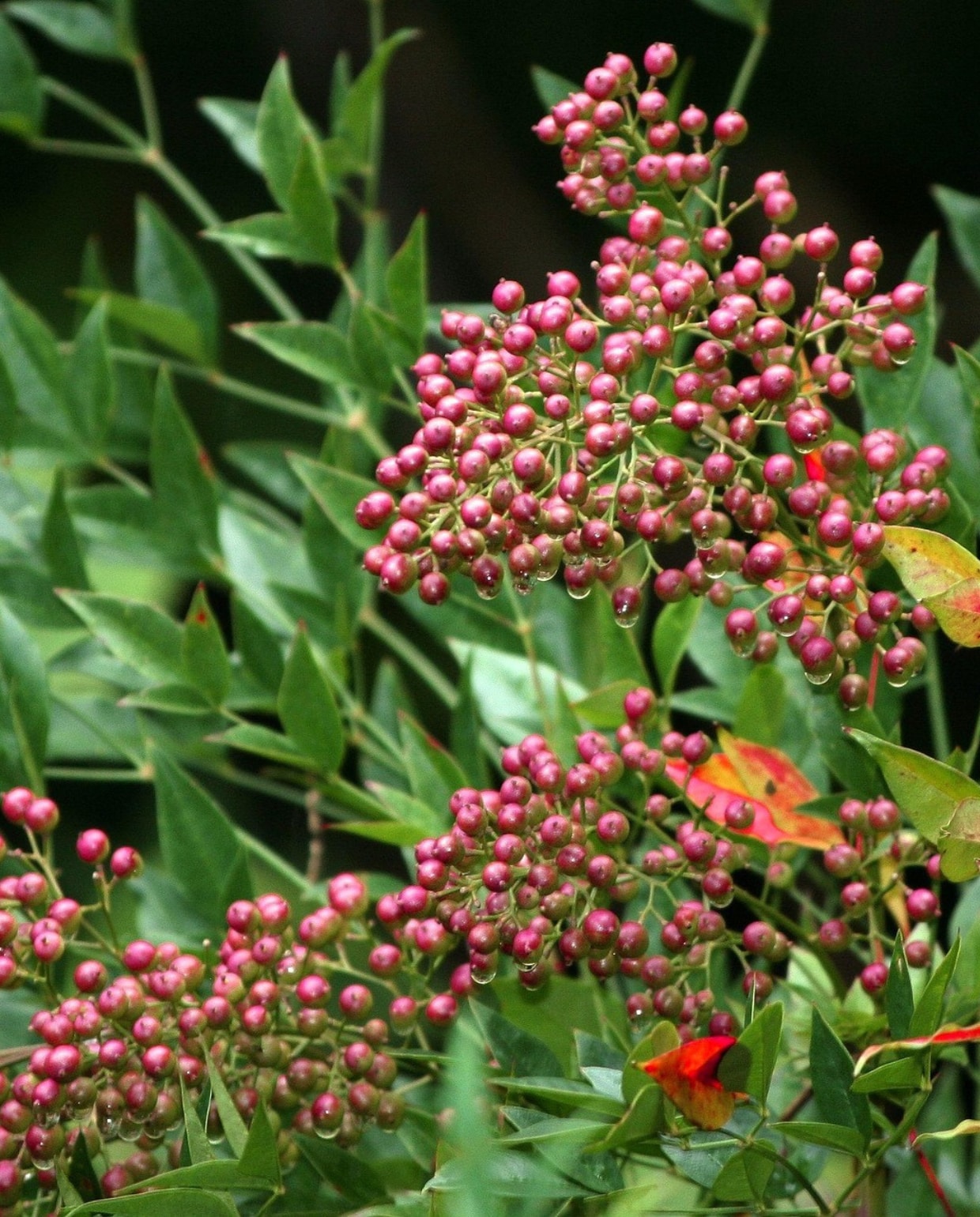 Nandina domestica. Pixabay