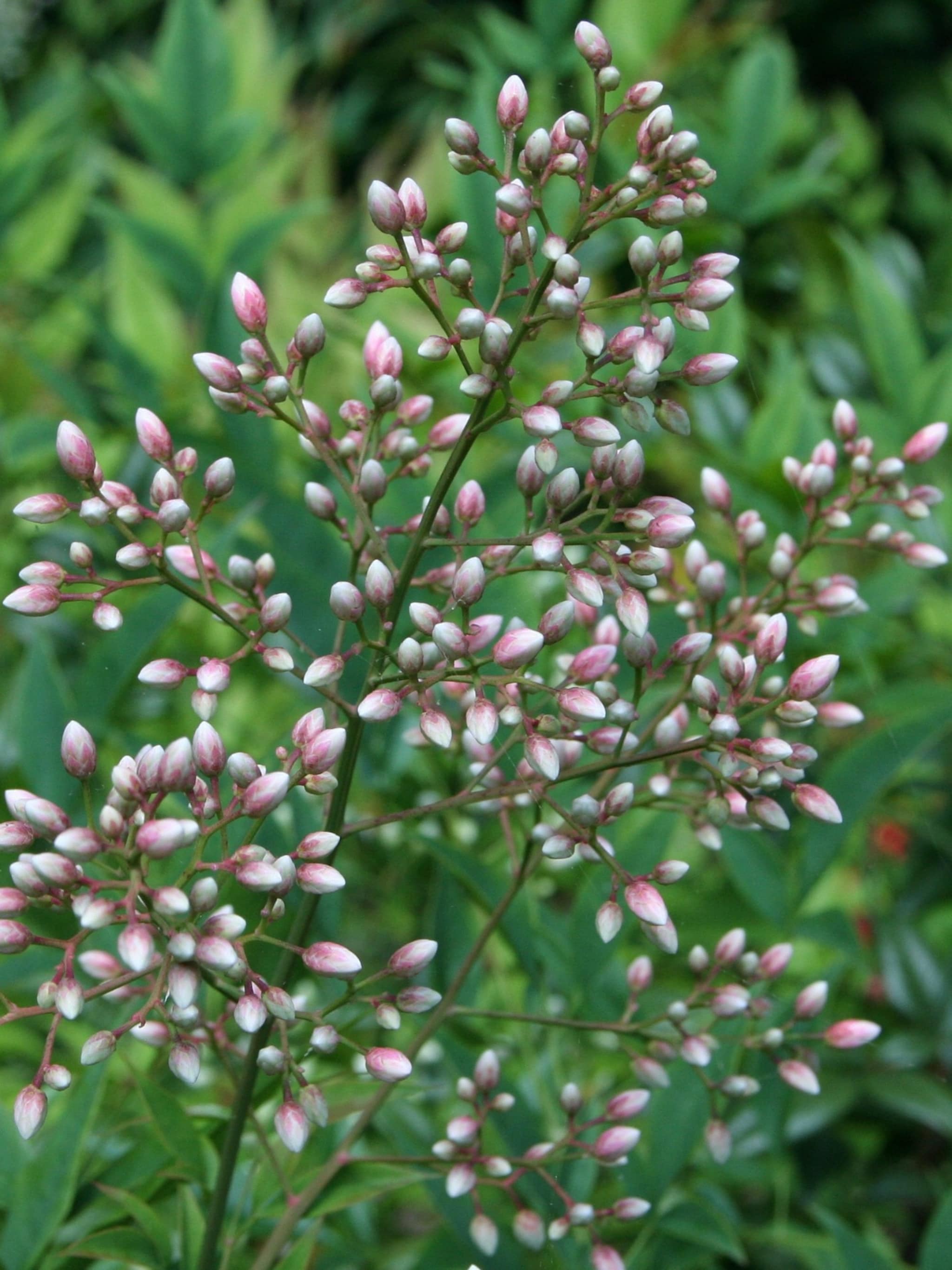 nandina