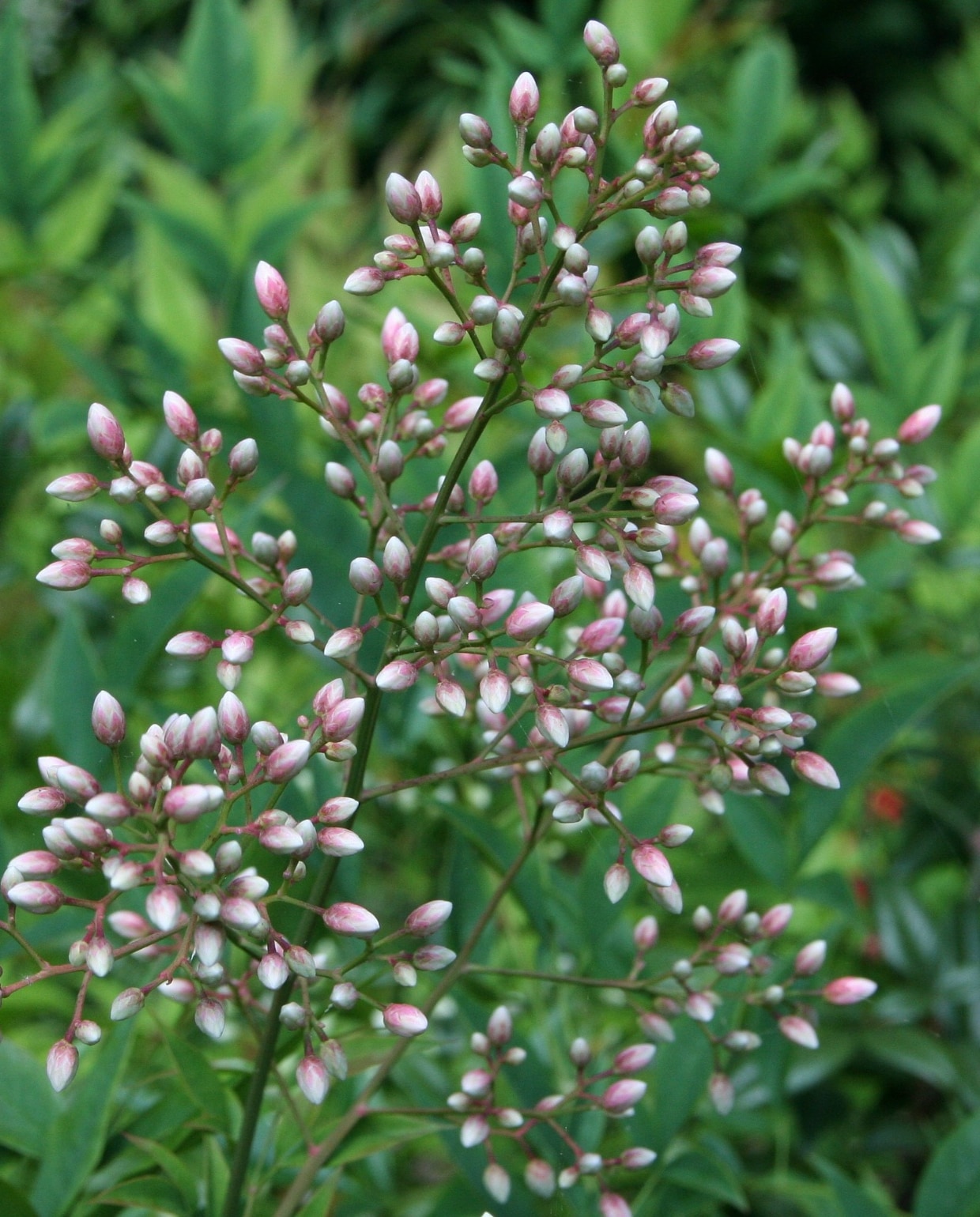 Nandina domestica. Pixabay