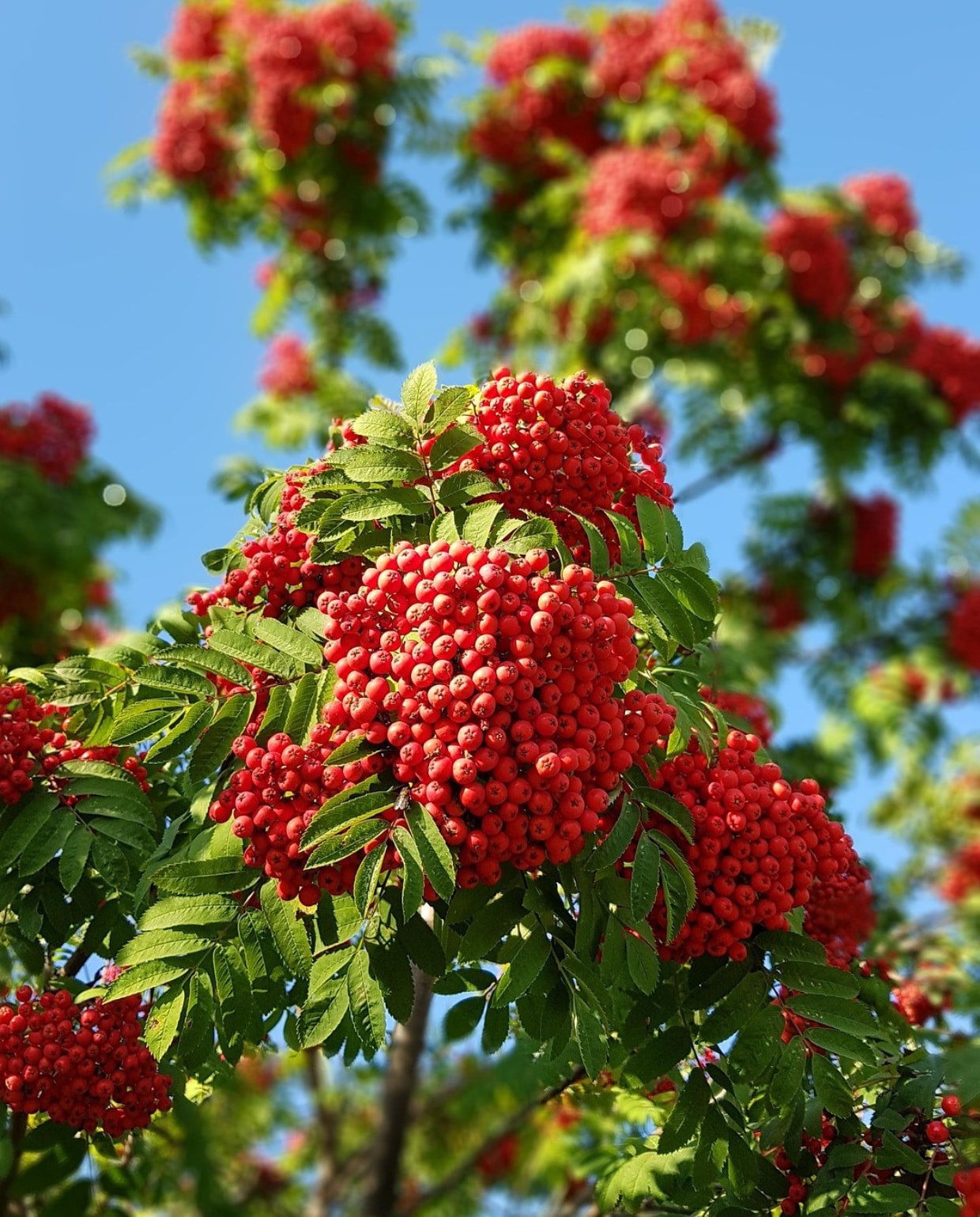 Sorbus aucuparia (lijsterbes). Pixabay