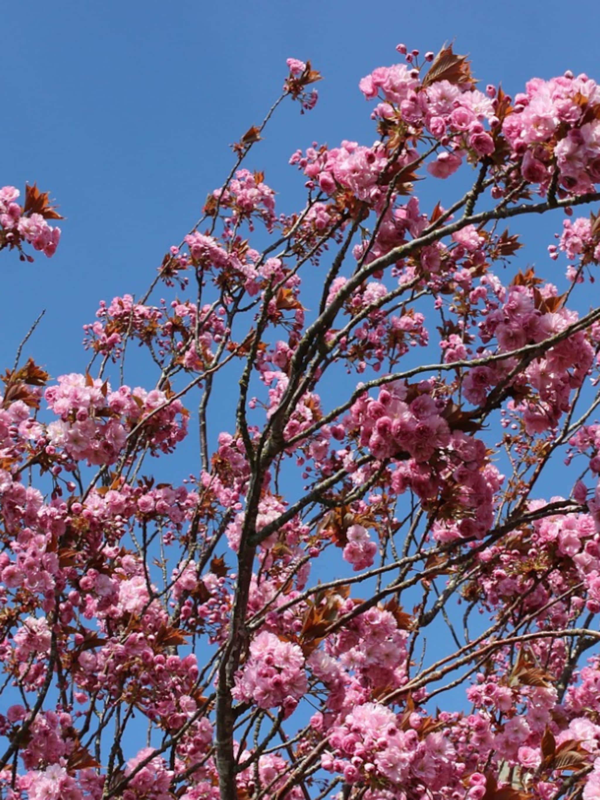 sierkers prunus subhirtella