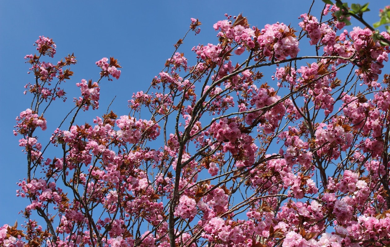 Sierkers Prunus subhirtella ‘Autumnalis’. Pixabay