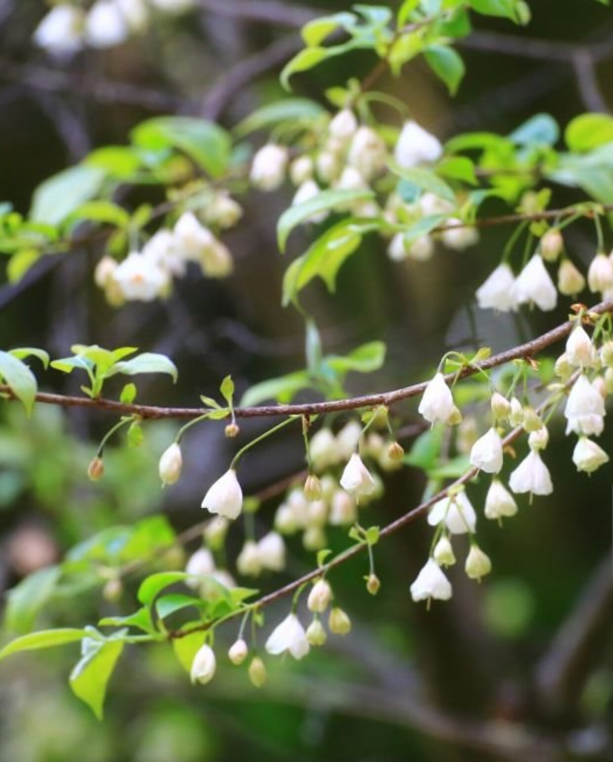 Halesia carolina ook wel de sneeuwklokjesboom. iStock