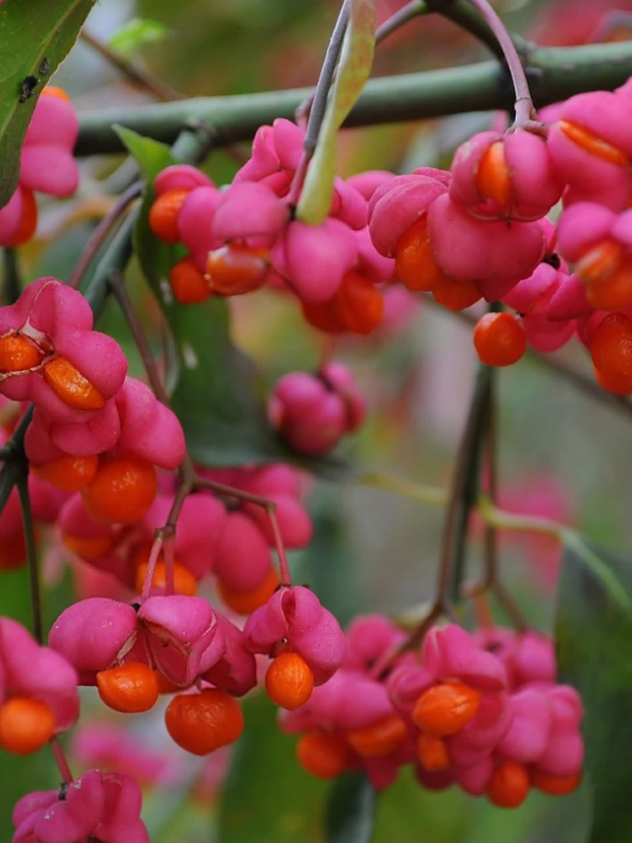 kardinaalshoed euonymus europaeus