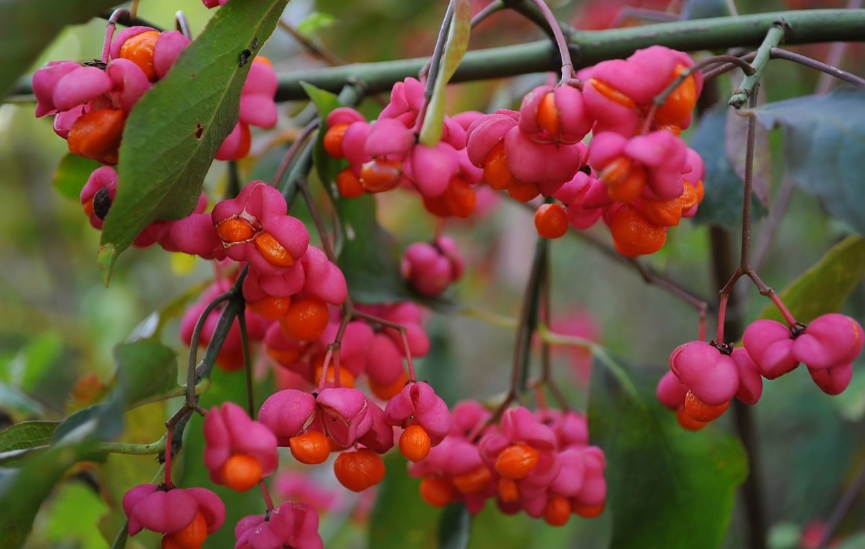 Kardinaalshoed Euonymus europaeus. Pixabay