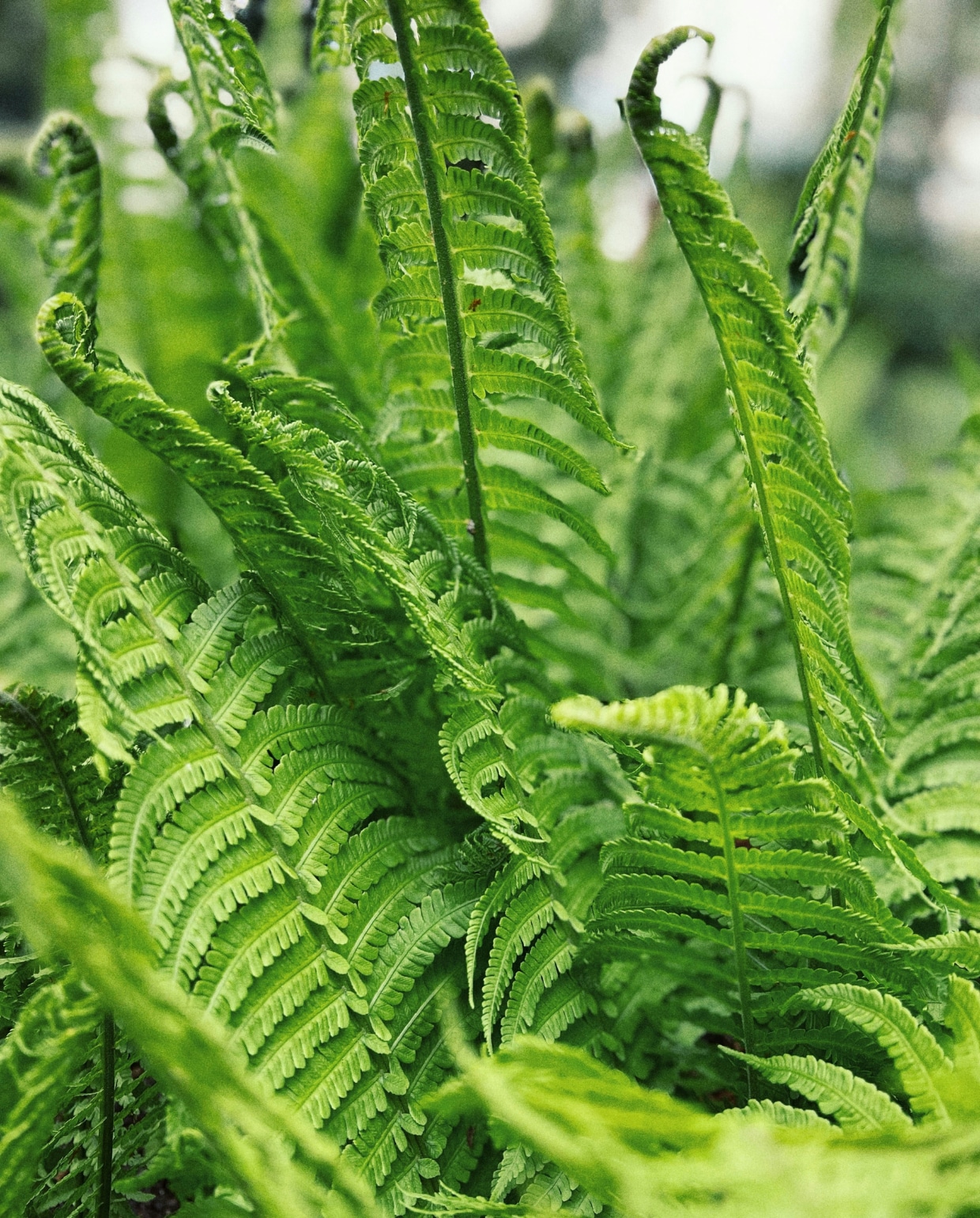 Matteuccia struthiopteris 'Jumbo', de struisvaren. Unsplash