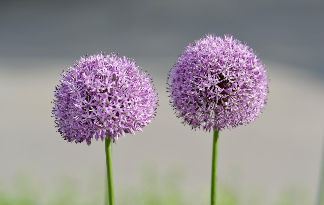 Sierui Purple Sensation. Pixabay