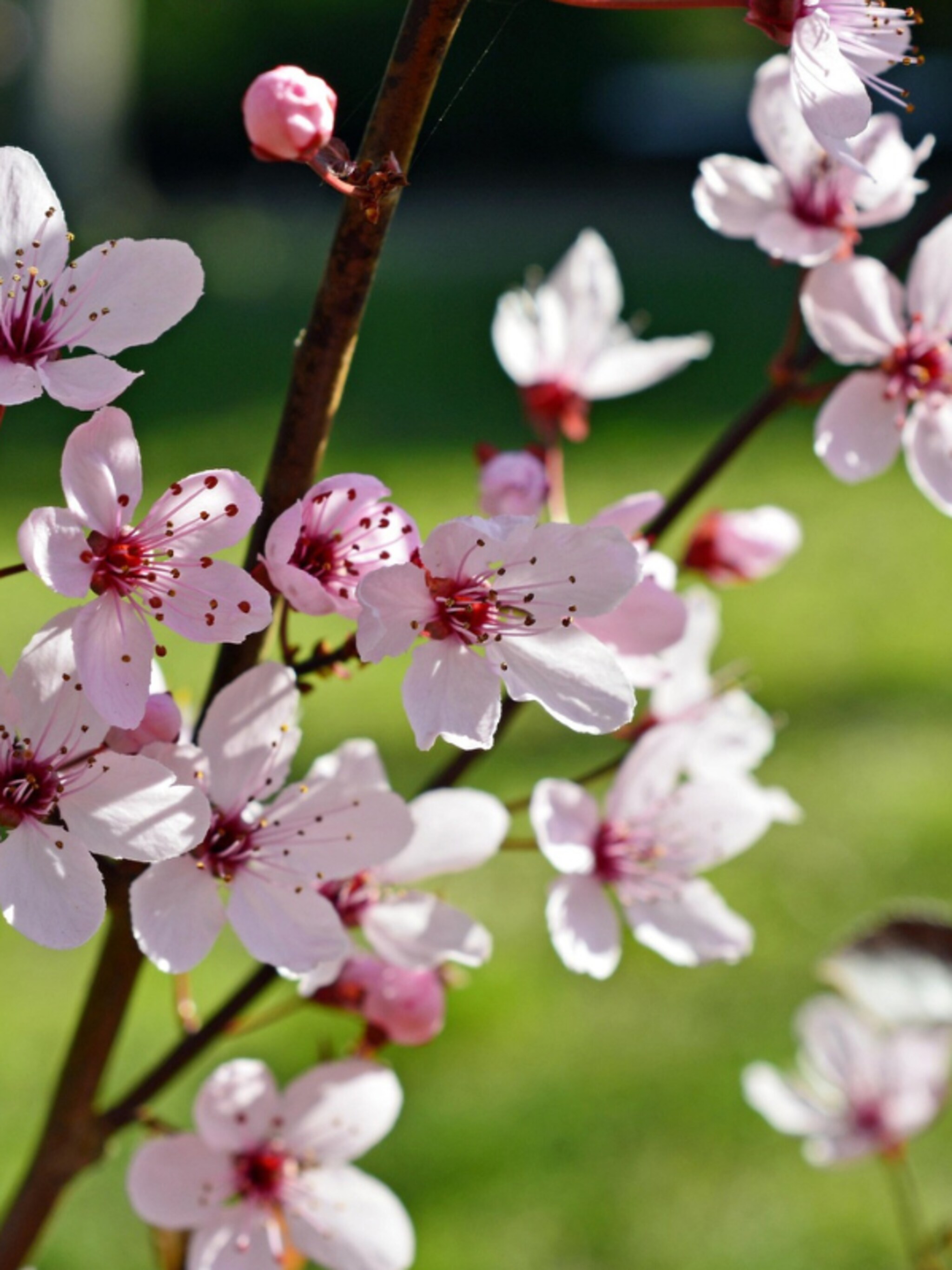 sierkers autumnalis rosea