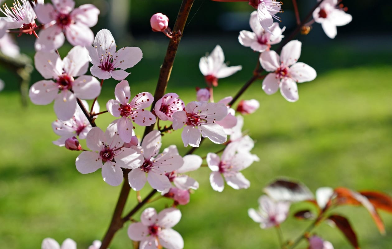 Sierkers Autumnalis Rosea. Pixabay