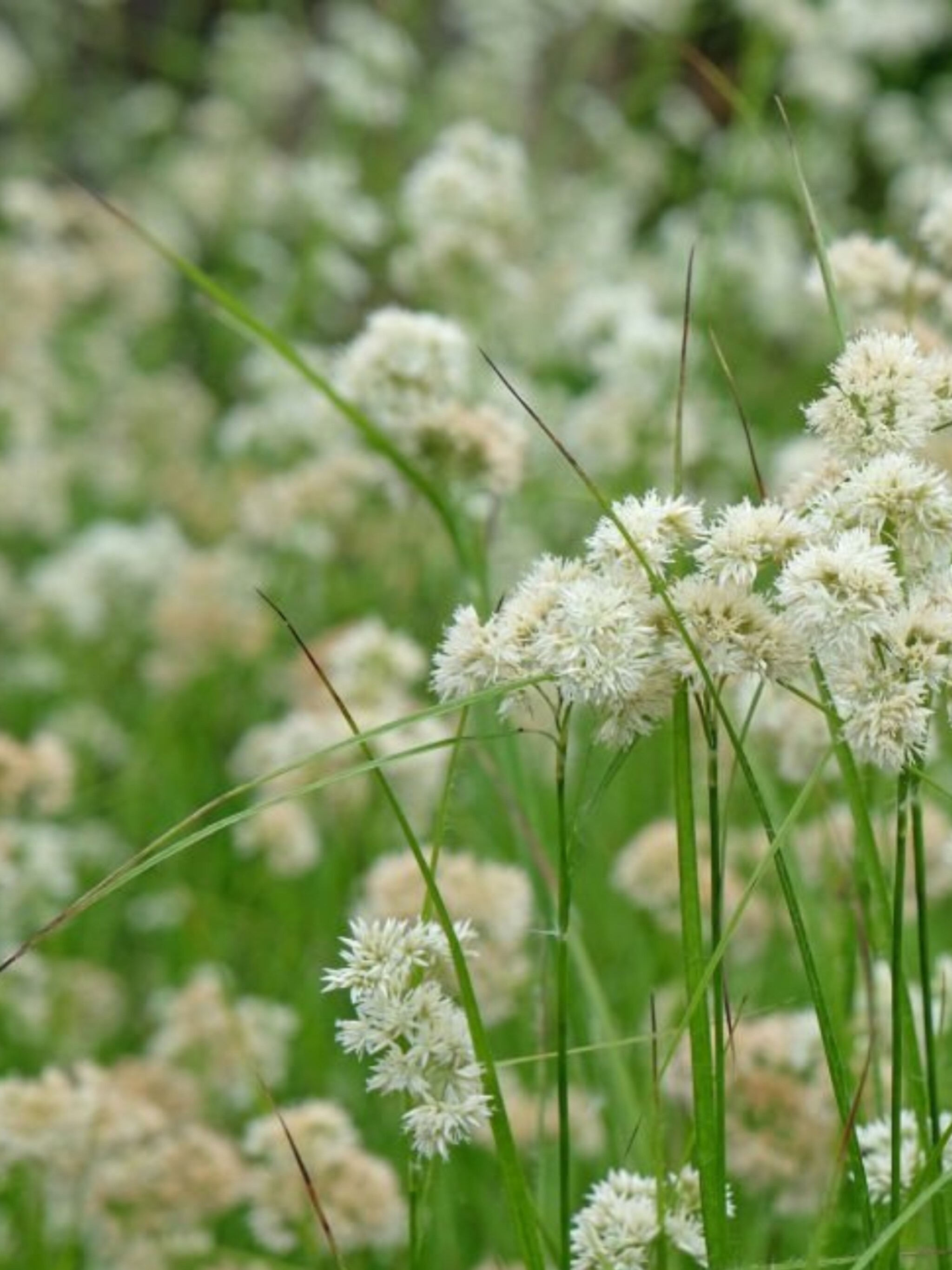 veldbies luzula nivea