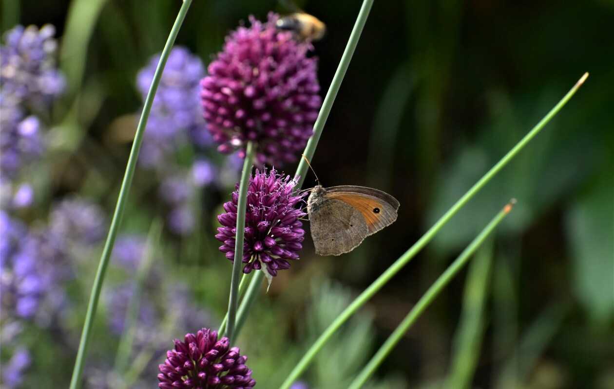Kogellook Allium sphaerocephalon. Pexels