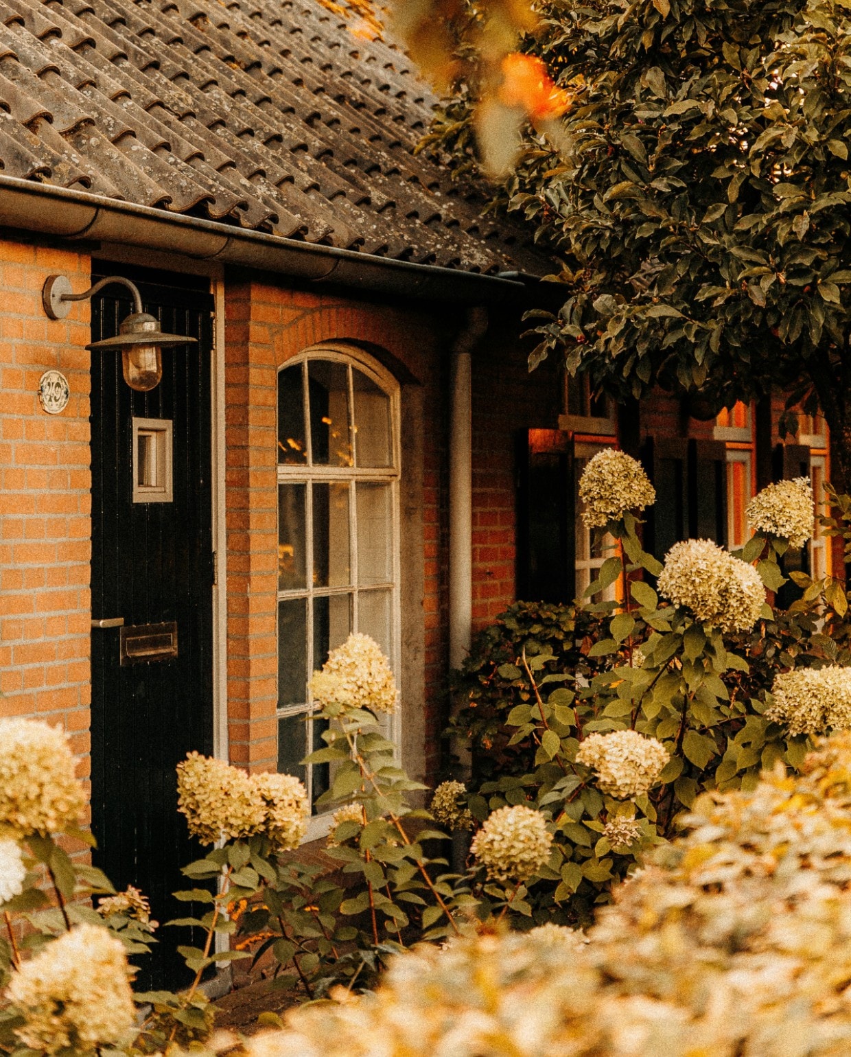 Landelijke voortuin Pexels