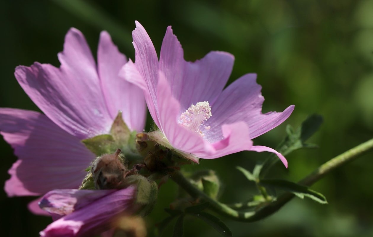 Lavatera – ook wel Malva alsea of stokroos Pixabay